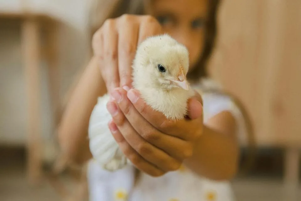 Petite ferme, une source de calme et de bien-être au quotidien