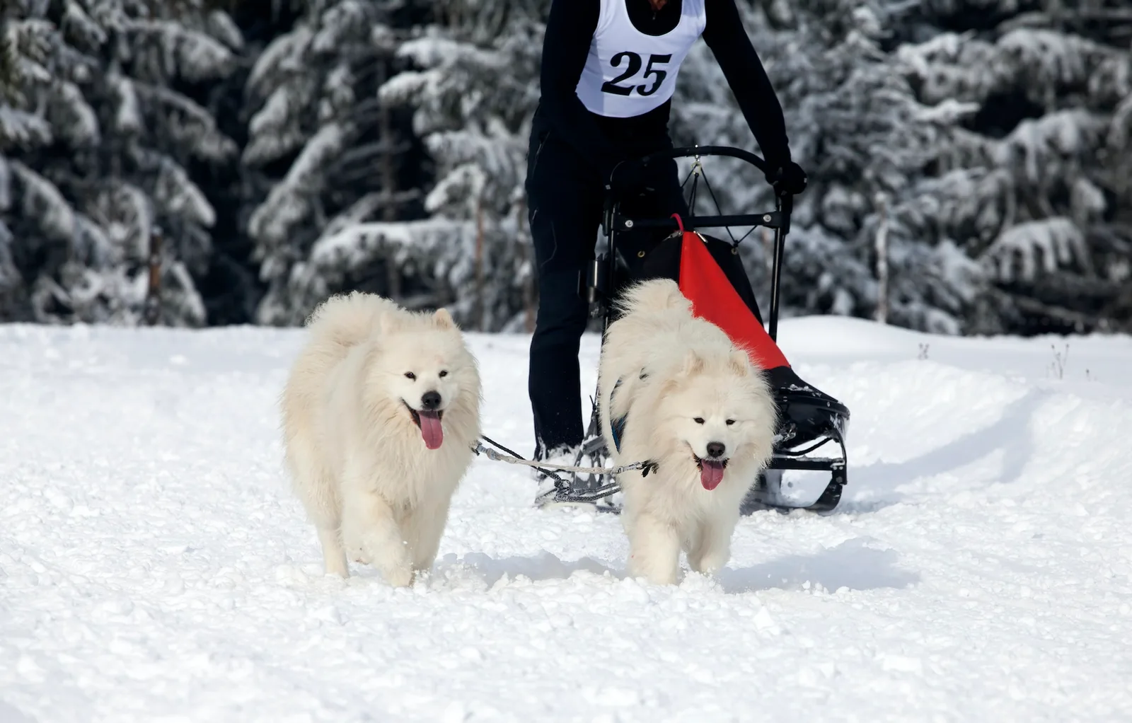 Initiation au chien de traineau à La Clusaz