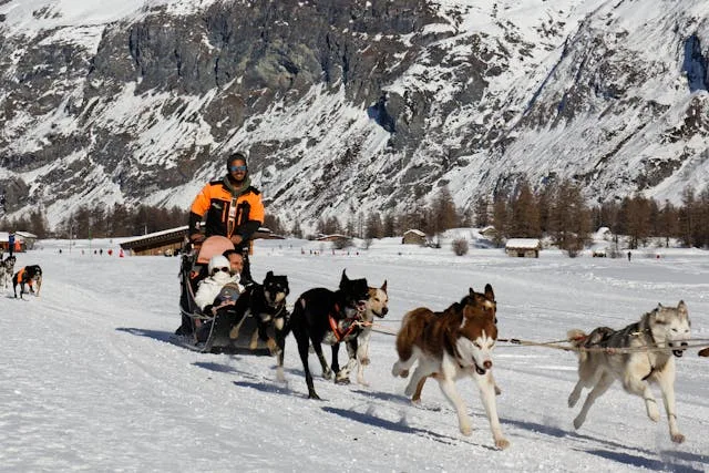 Randonnée en chien de traîneau