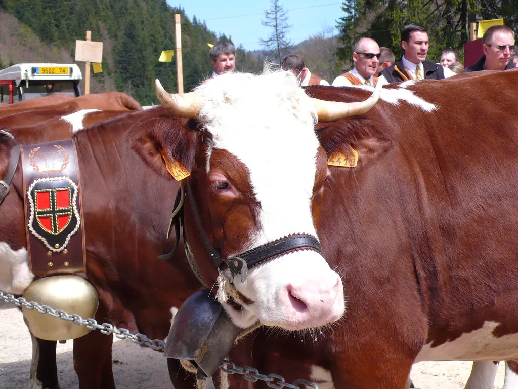 Alp Hotel La Clusaz : Une Expérience Inoubliable