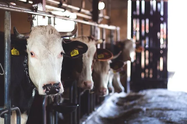 Bien-être des animaux de ferme : guide complet pour un élevage responsable